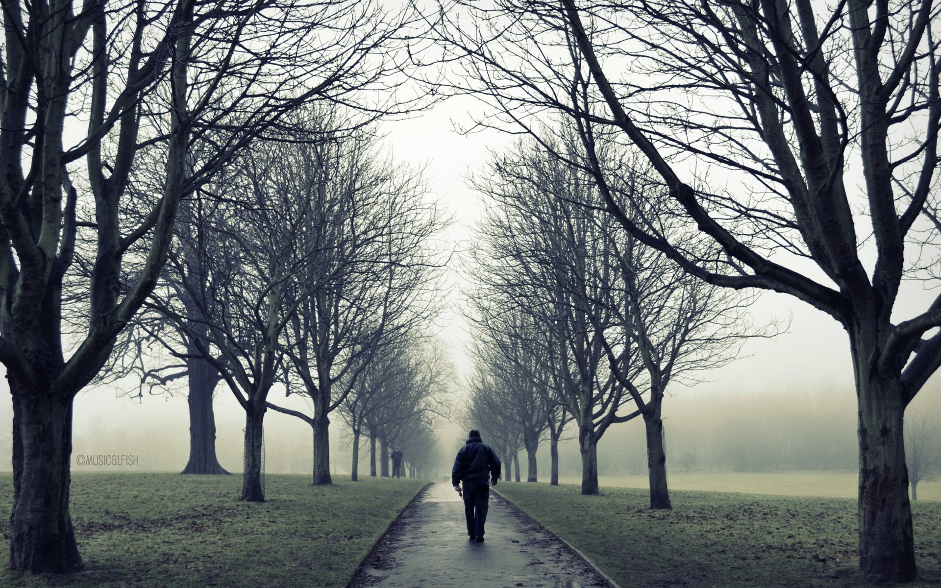 mann mann allein zu fuß einsamkeit park bäume zweige herbst nebel straße stimmung