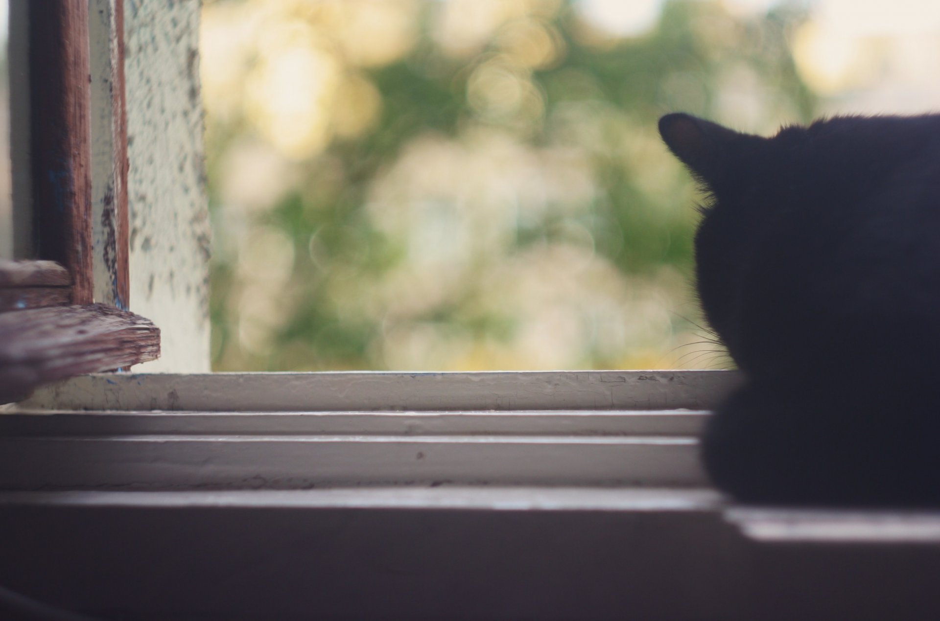 chat été fenêtre chaleur feuilles bokeh tendresse