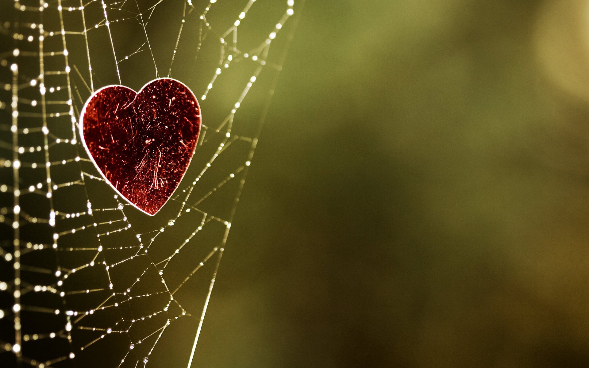 fondo telaraña corazón