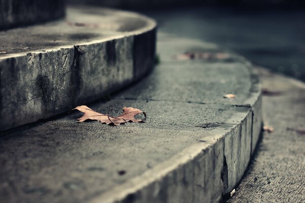 Fallen leaves on the steps