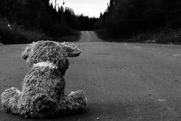 There is a poor and lonely bear on the road