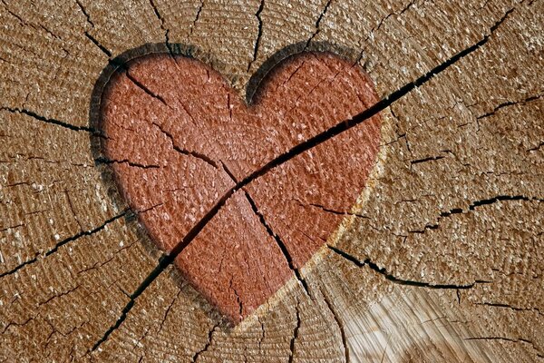 A heart in the cracks on a tree trunk