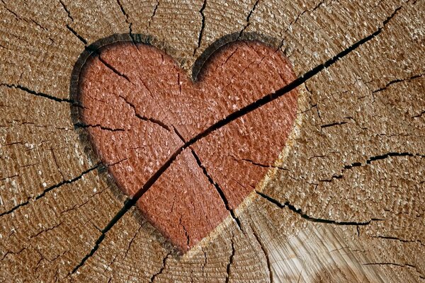 Coeur dans les fissures sur le tronc de l arbre
