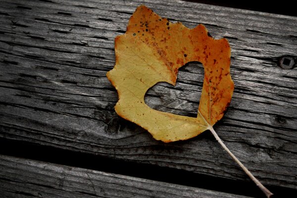 Feuille d automne sur fond de banc