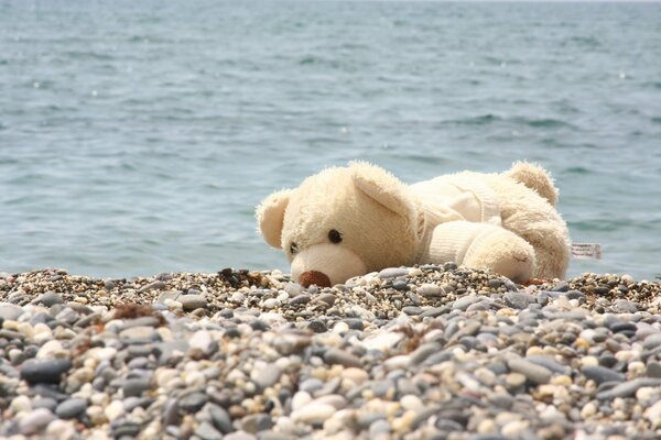 Polar bear on the seashore