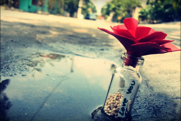 Red flower in a glass bottle