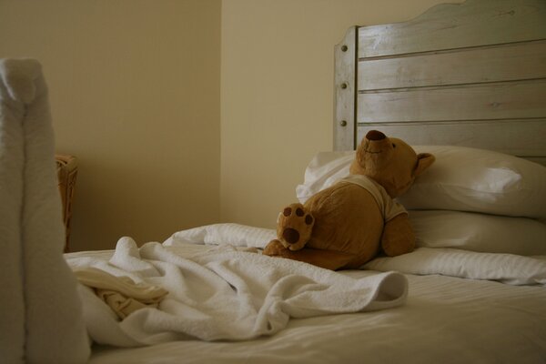 Teddy Bear se relaja en el hotel