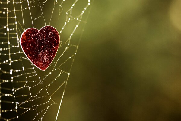 Coeur de velours sur une toile d araignée avec des gouttes de rosée