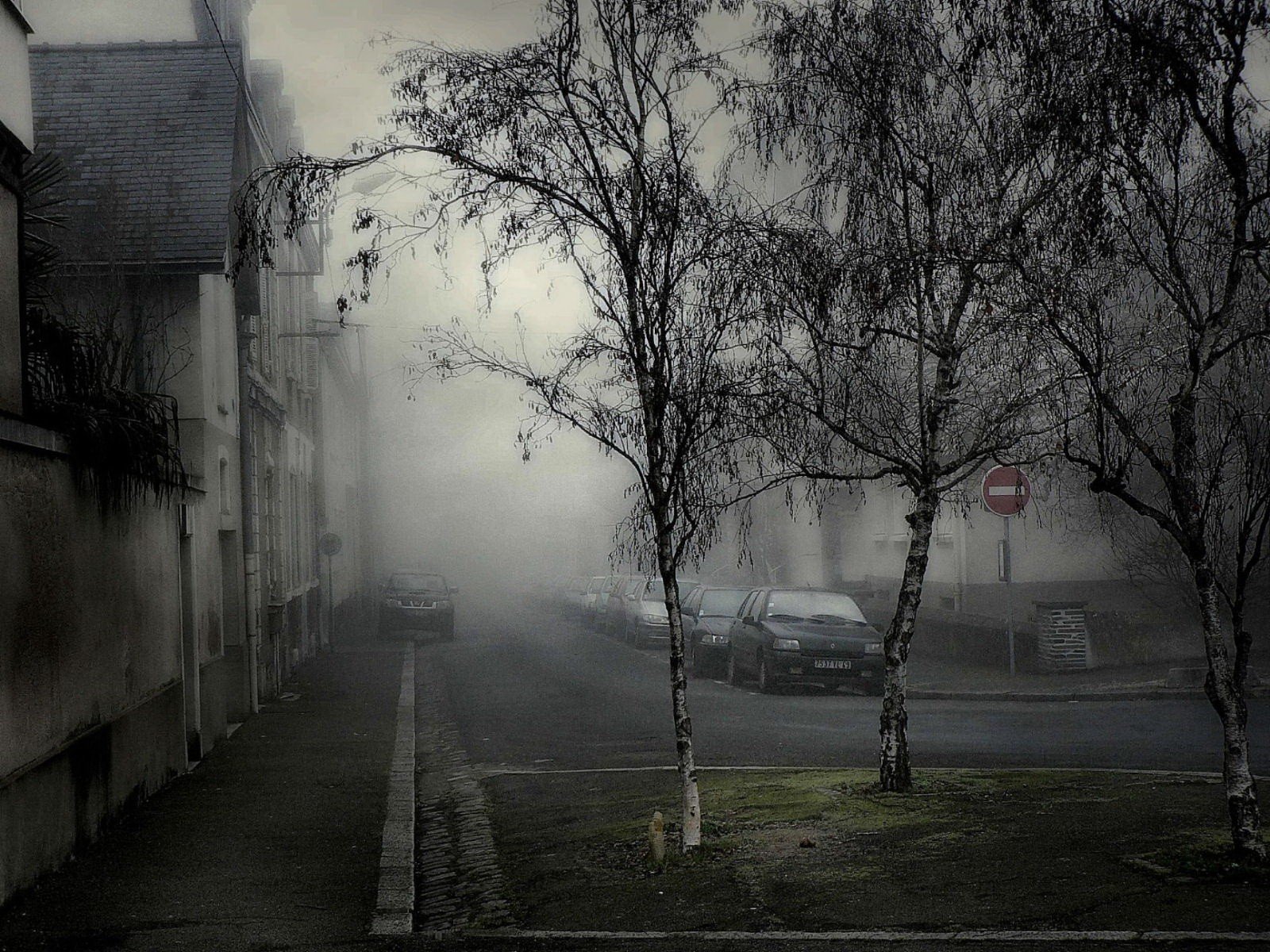 brouillard voitures arbres