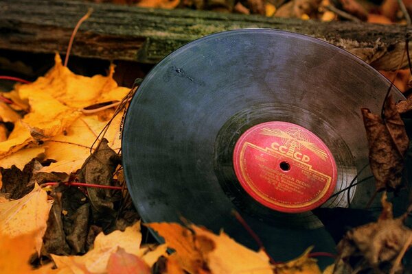 USSR music record in foliage