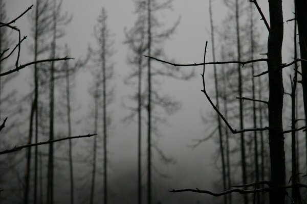 Foto di nebbia nella foresta alberi