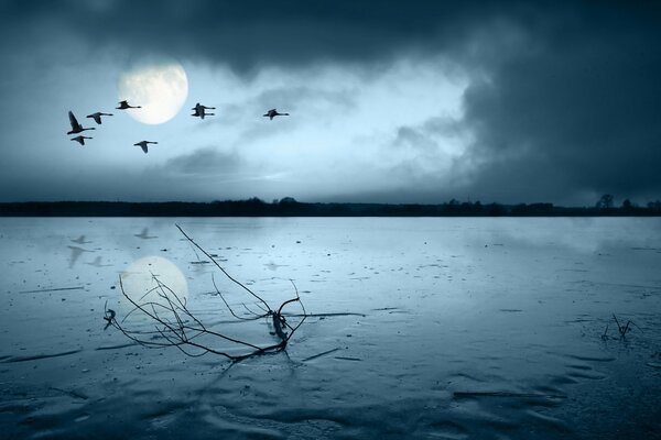 Los pájaros vuelan contra el fondo de la Luna iluminando una rama acostada