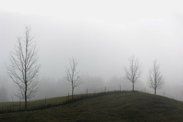 Foto Nebel Zaun Bäume Herbst