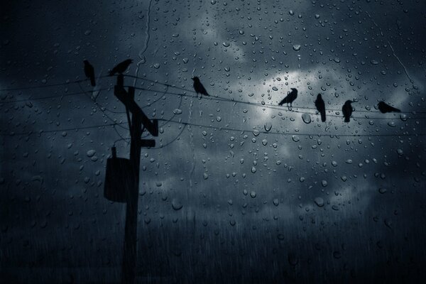 Crows sitting on wires against a rainy sky