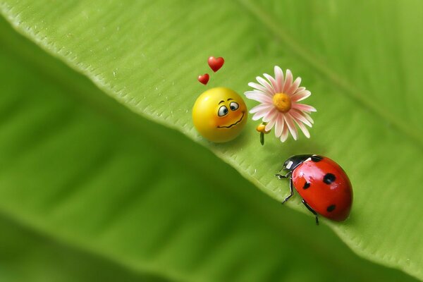 Ladybug, chamomile and smiley located on a leaf