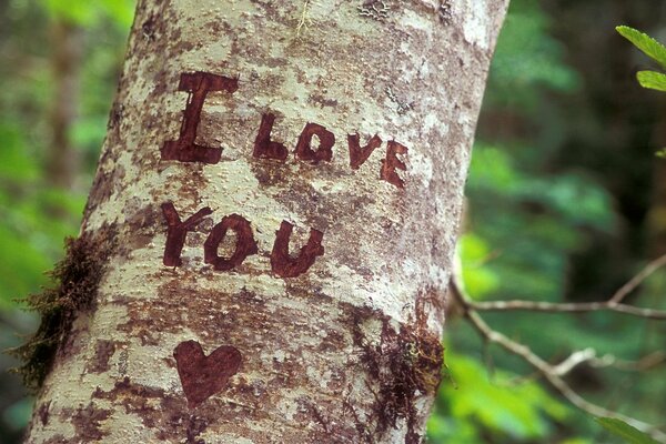 Dichiarazione d amore con le tue mani su un albero, sentimenti