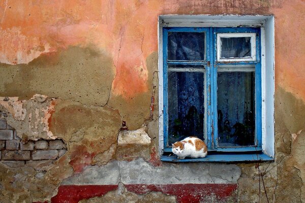 На окне разрушенного дома сидит кот