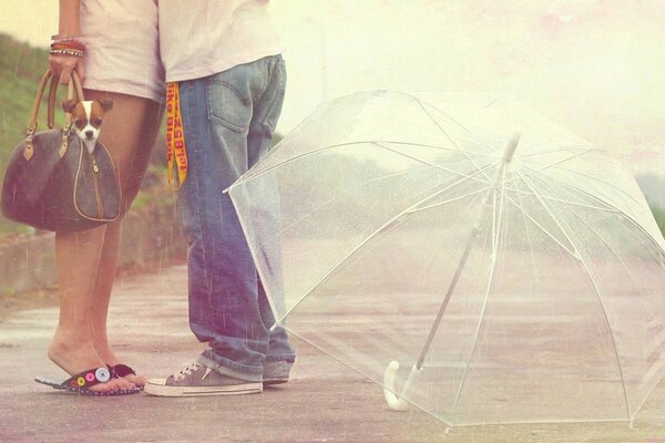 Les amoureux s embrassent. Grand parapluie transparent