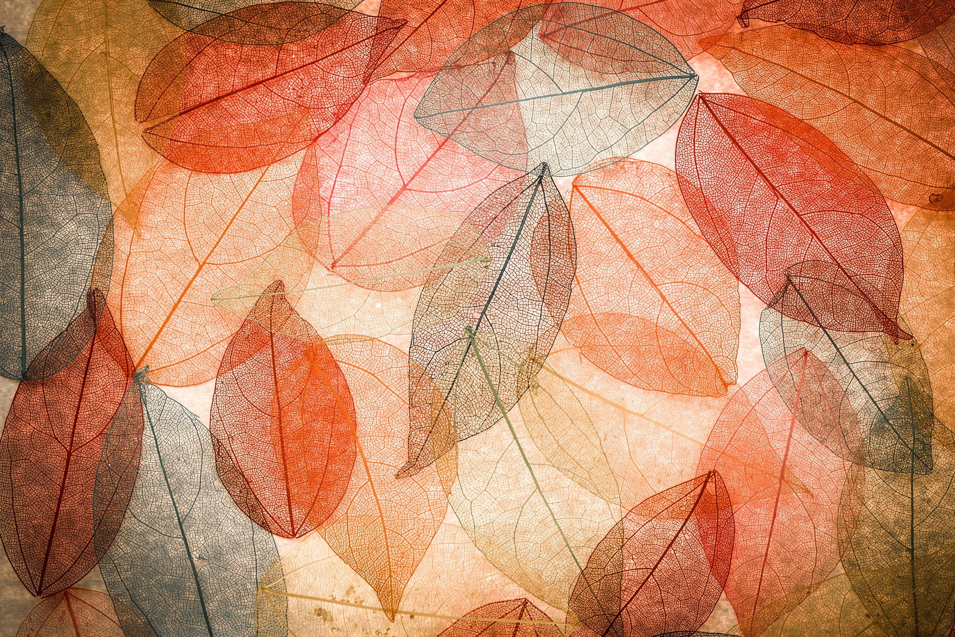 autumn leaves transparent abstract colorful autumn background