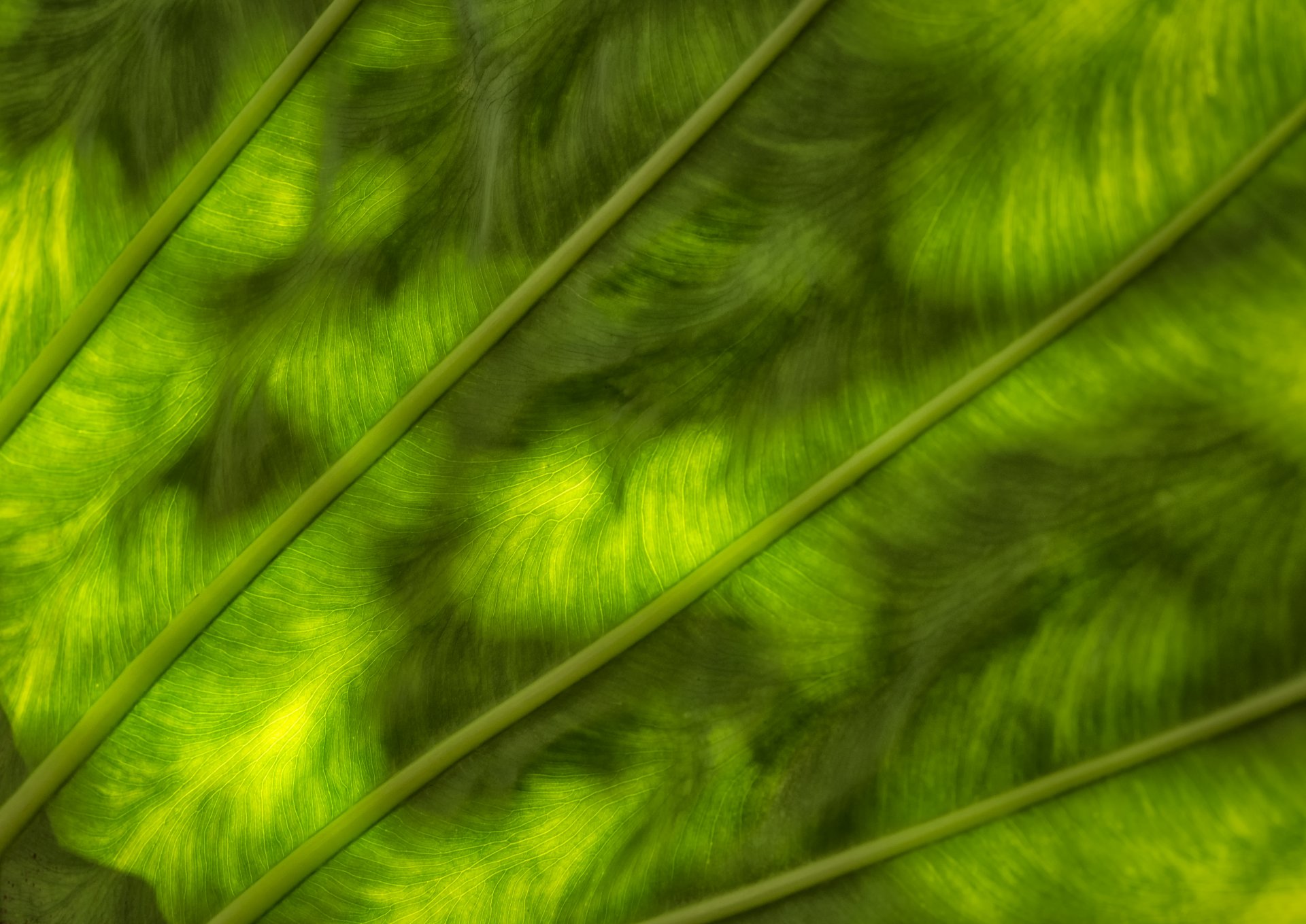 feuille verdure texture couleur