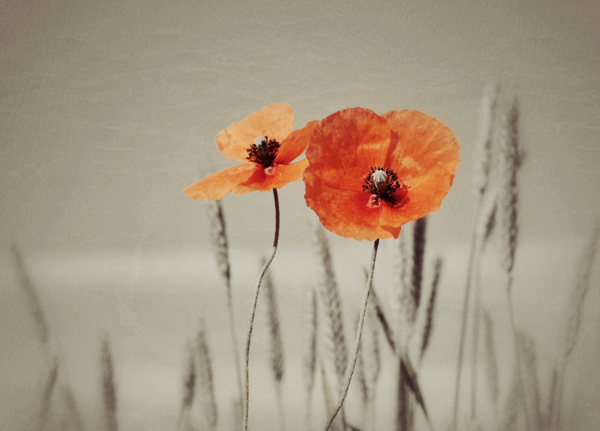 coquelicots nature texture