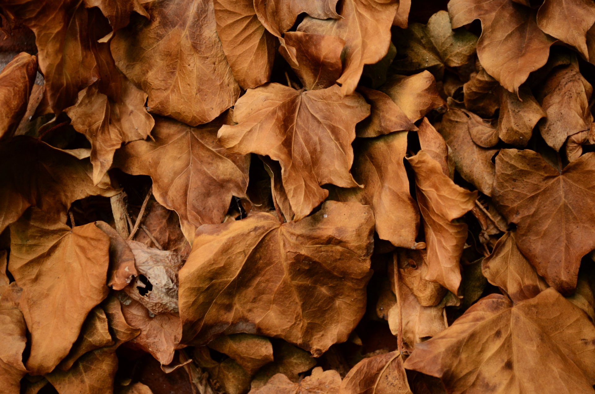 leaves dry autumn