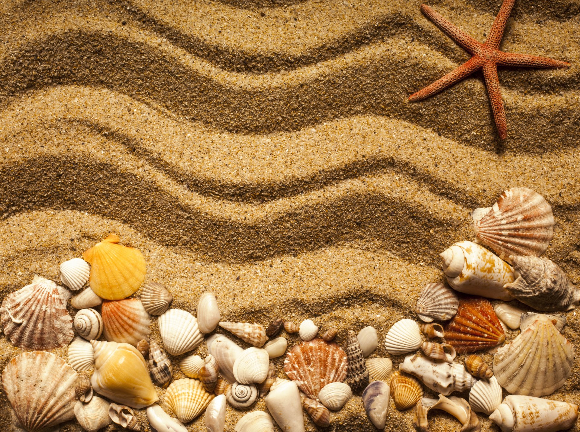 and texture beach marine seashells starfish shell sand