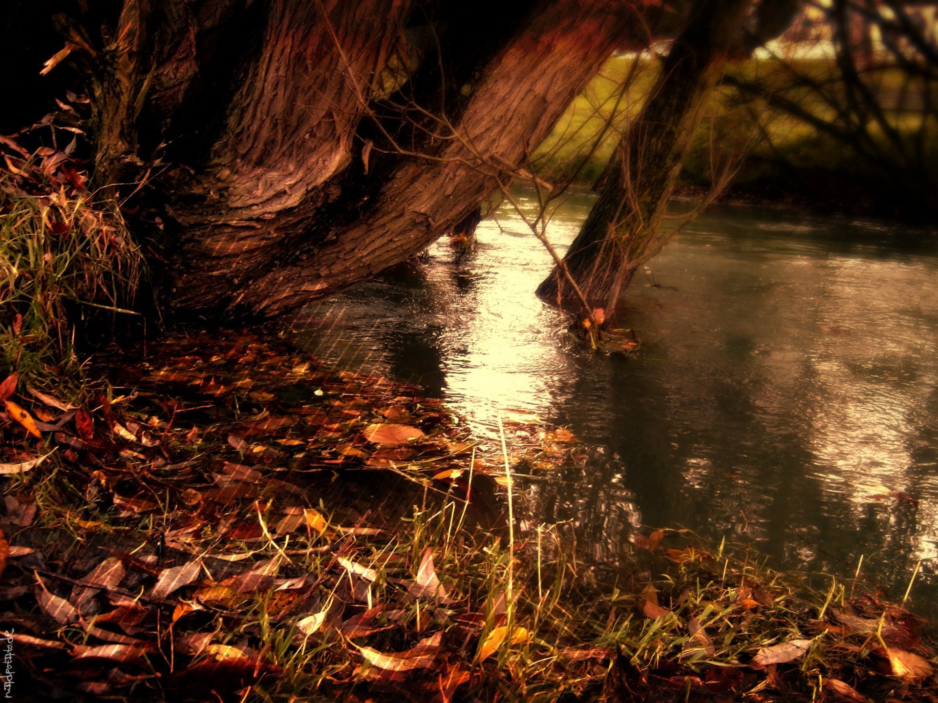 natur herbst streifen streifen gelbe gefallene blätter fluss wasser see