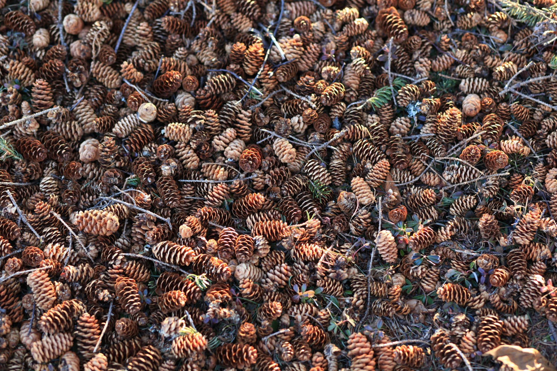 coni molto natura sfondo