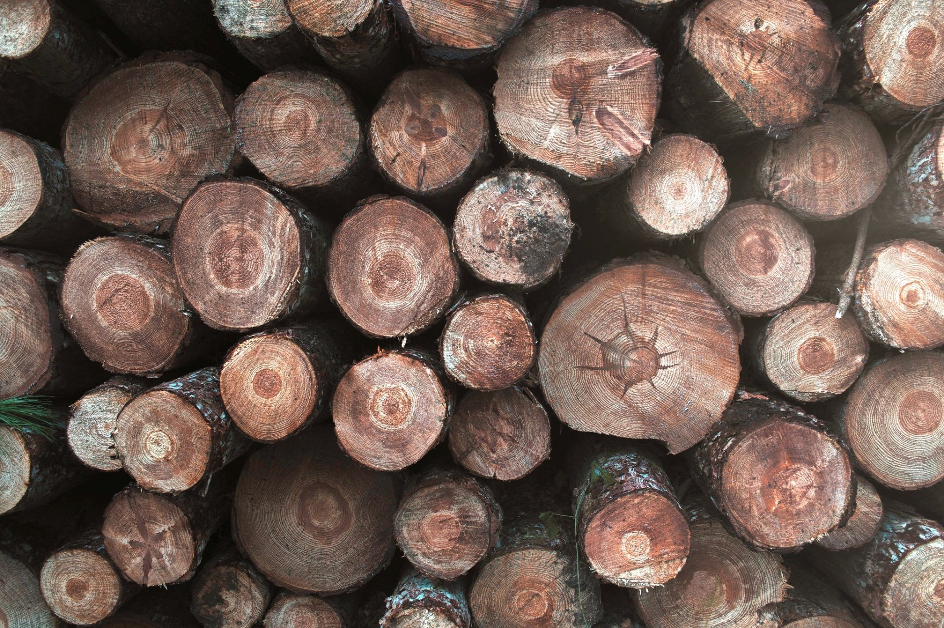 firewood background