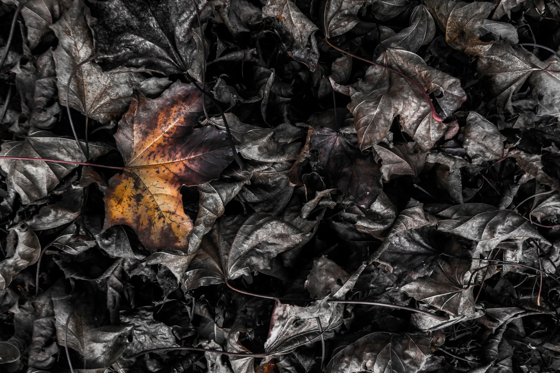 combustion des feuilles feuilles macro