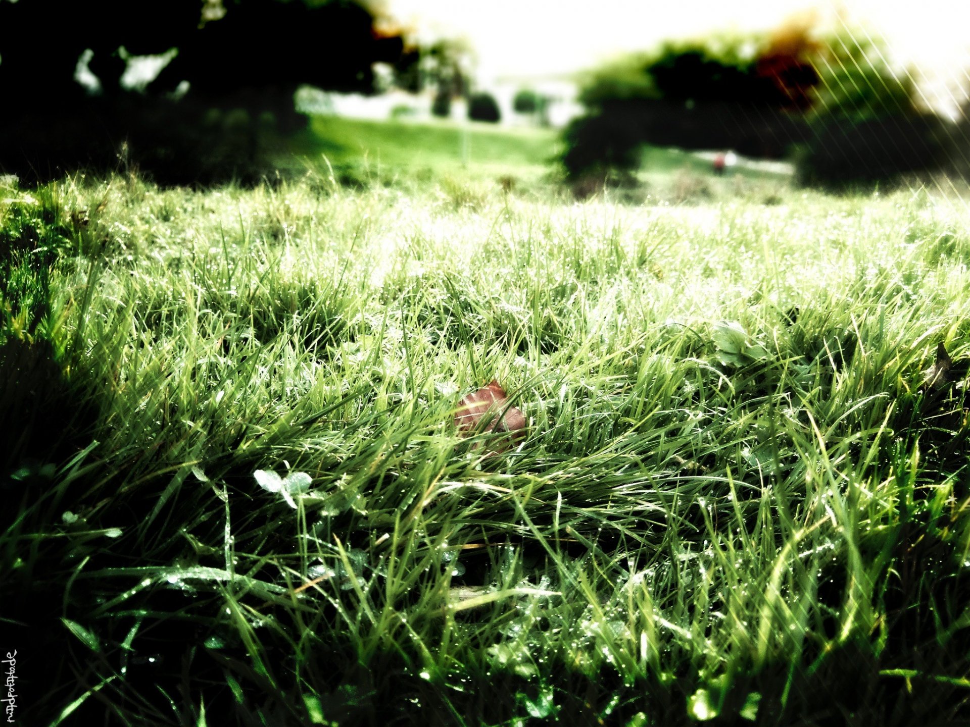 green grass rosa nature freshne