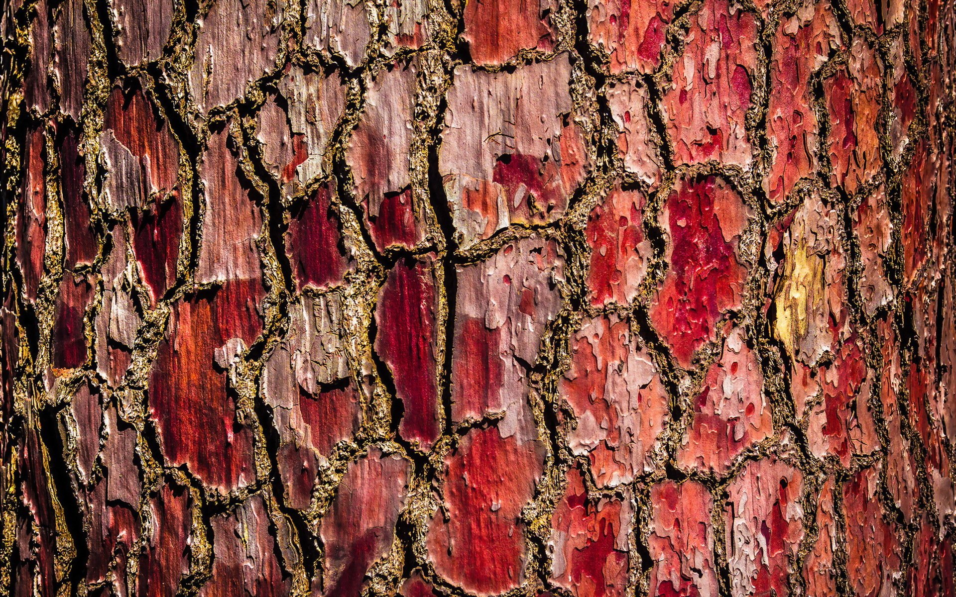 Текстура красной древесной коры - обои на рабочий стол