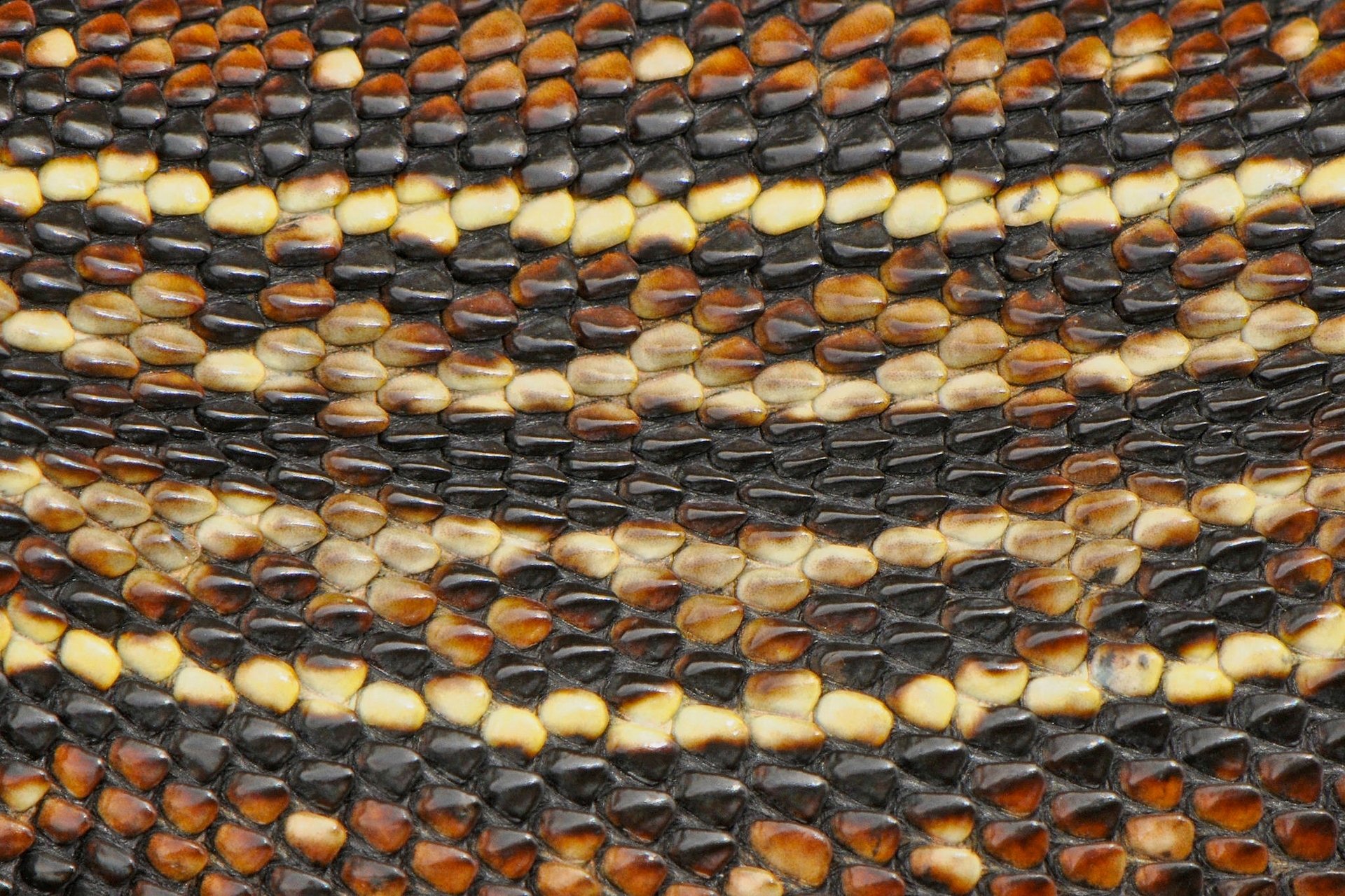 nakeskin snake leather close up