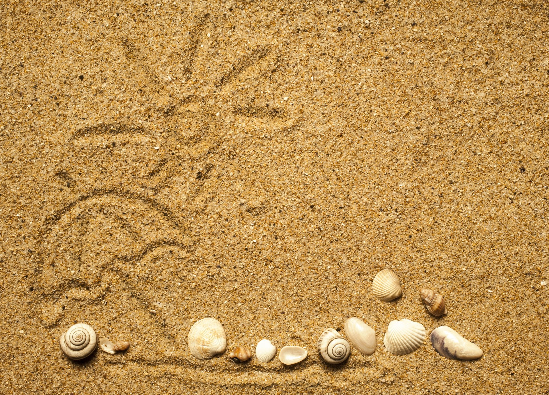 piasek tekstury plaża morze muszle piasek muszle
