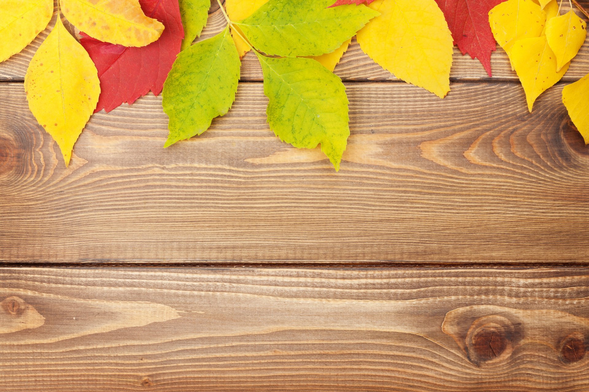 autumn leaves colorful wood textures background autumn leave