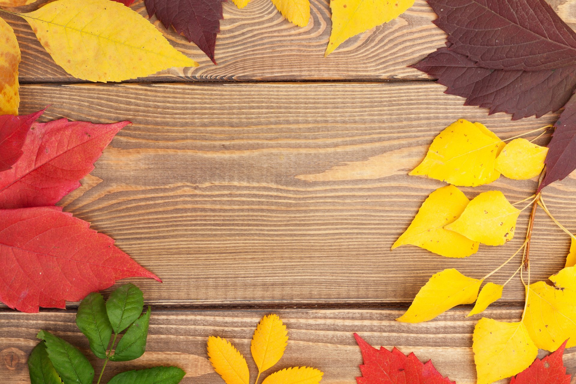 herbst blätter bunt baum textur herbstlaub