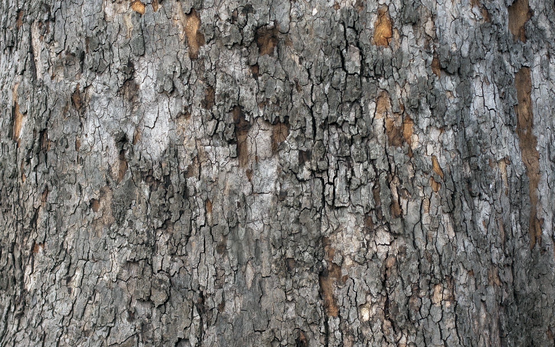 tree bark texture