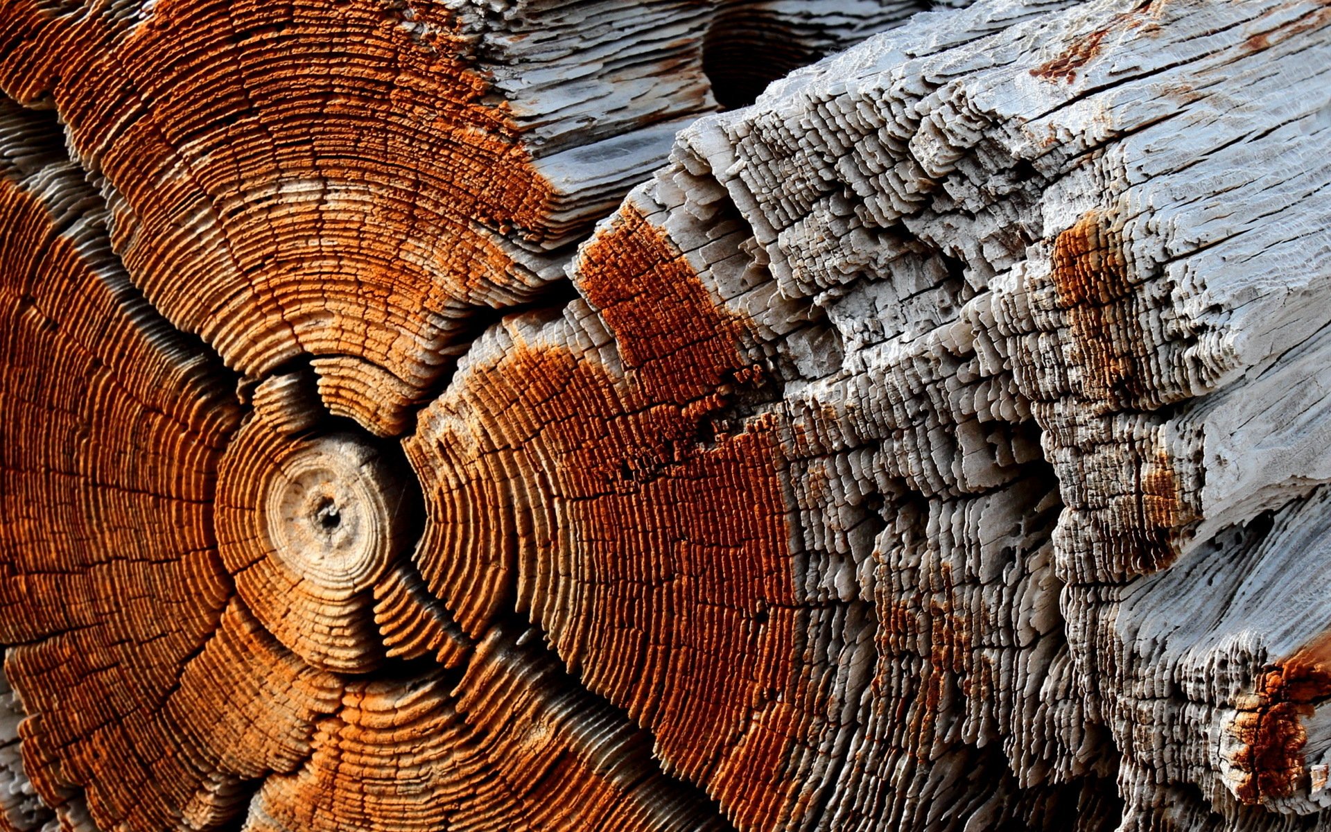 log tree background