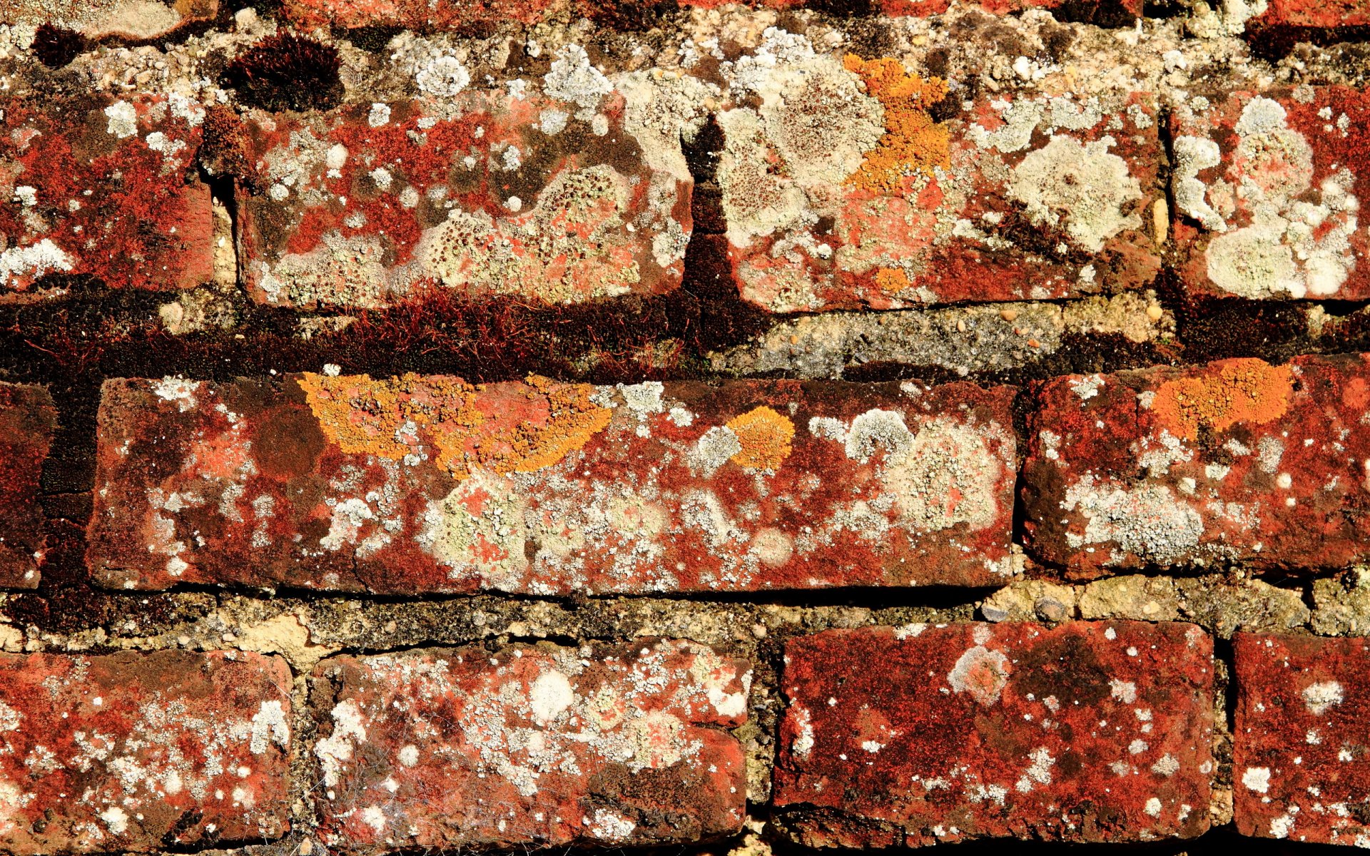 wall brick texture