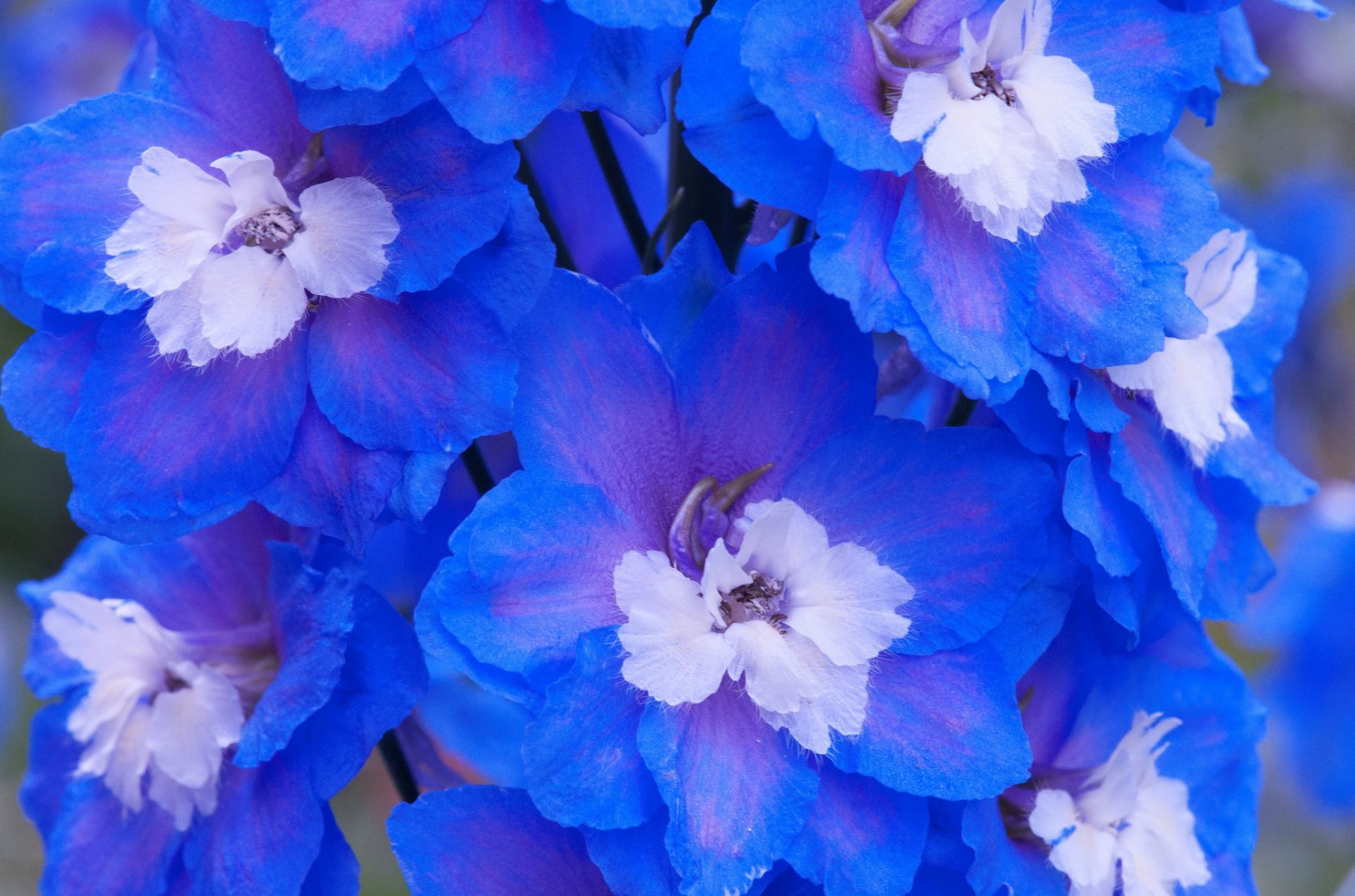 flower petals paint close up