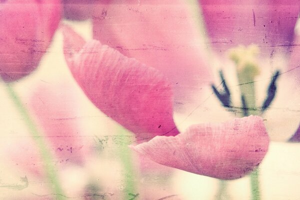 Pink flower petals close to the screen