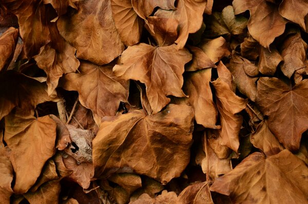 Trockene Herbstblätter in verschiedenen Größen