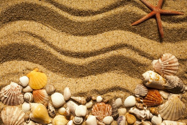 Seashells and stars on the sand