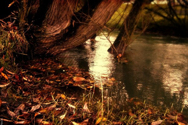 Der Herbstfluss und die gefallenen gelben Blätter