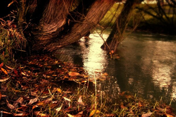 Осенняя река и опавшие желтые листья