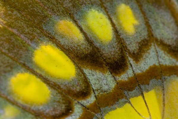 Beautiful pattern on a butterfly wing under macro photography