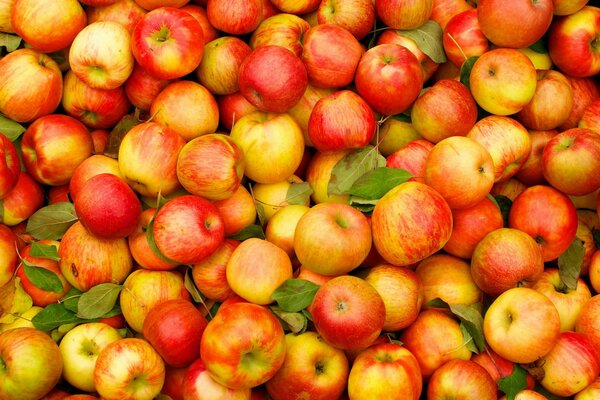 Delicious , rosy , juicy apples