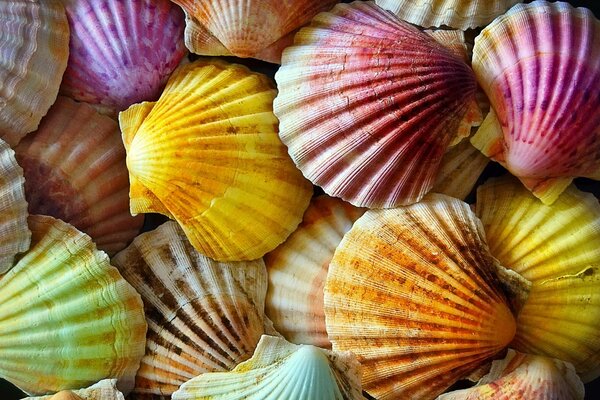 Conchiglie luminose, grandi e colorate