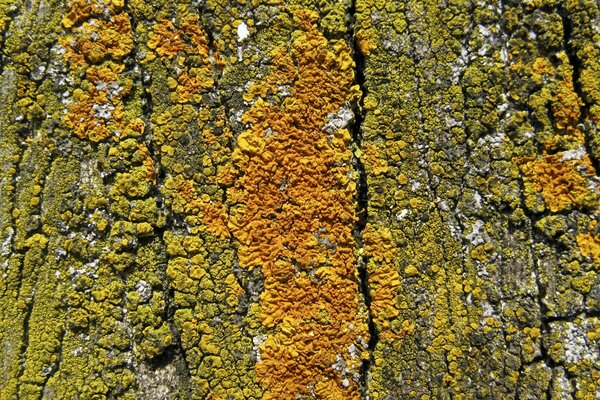 The bark of an old tree covered with moss